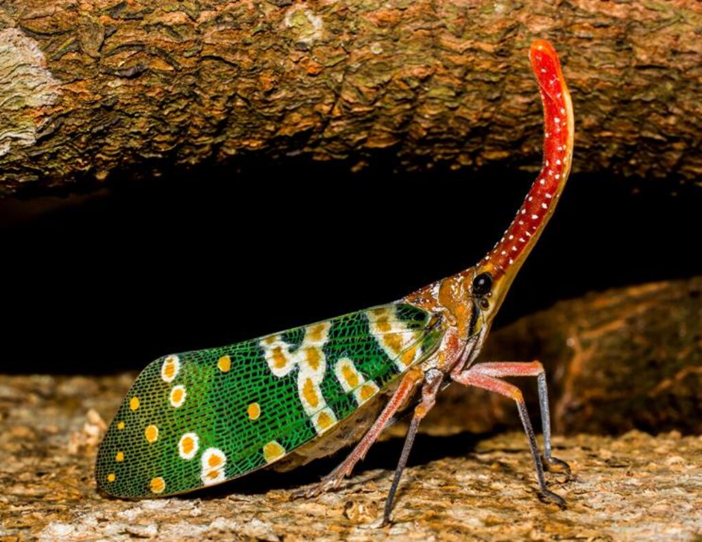 Why Do Exotic Pets Need Specialized Enclosures and Habitat Setups? Why Do Exotic Pets Need Specialized Enclosures and Habitat Setups?